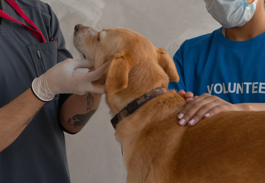 free-pet-clinics-are-feb-19-at-field-of-dreams-las-cruces-bulletin